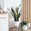Sansevieria Golden Flame - Image 2